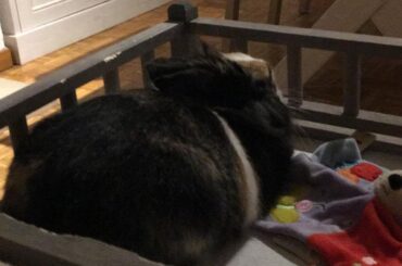 I burned my multigrain :(