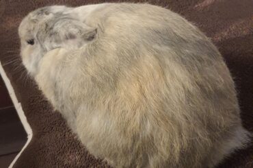 is this lagoloaf enough?