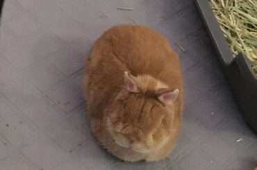 Honey loaf