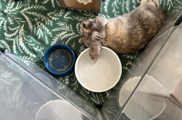 sir… um excuse me sir… i don’t mean to wake you… but… your ear???