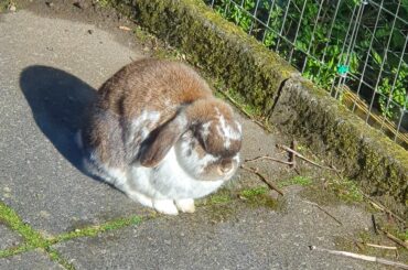 The mighty chonk is upon us.