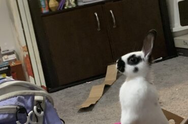 Lily in a box... no other caption needed