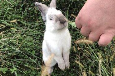 He loved dandelion leaves