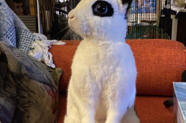 Walks like man, looks like bunny