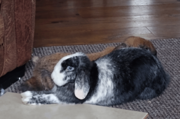 This girl does something everyday that makes me giggle. I don't think she is a bunny, I think she is some sort of gremlin stuck in a bunny. Her legs are never comfortable. 😂