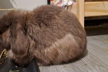 "Ah yes this tray will make a very comfortable pillow for my chin." -Winston the rabbits