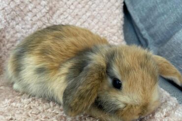 I waz told that 12 hours is too much time for baby bunnies to play so I have to take nap now