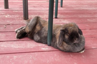 must lay on chair leg
