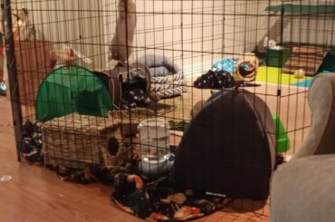 Benji had some items removed from her enclosure today