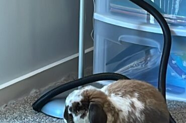 Doesn't like her bun bed, but this is okay...