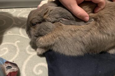 Settling in for his pet session while actively slipping off his cushion 😂
