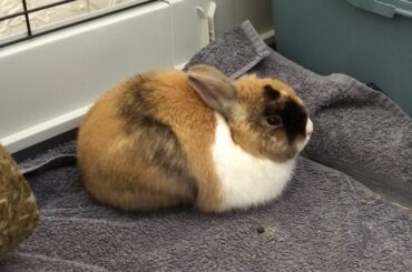 Our own personal breadbun: Huff