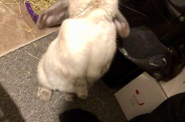 Balls doing a big boy stretch for his Christmas herbs+