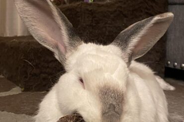 Barnaby Pisspaws with his pine cone pillow