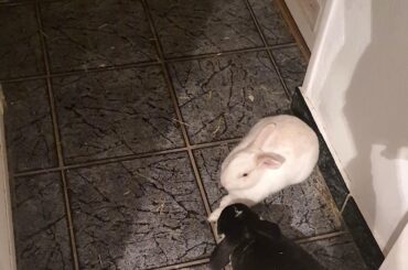 believe it or not, that is her front paw