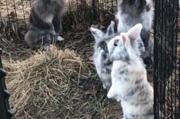 3x bunnies standing up. Follow me @funhammy for all the pics