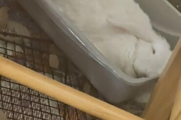 Freshly baked litter box loaf