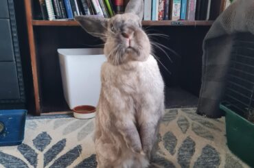 Bento wants to know why dinner is taking so long?