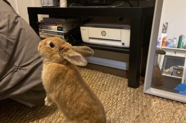 are those treats I see up there?