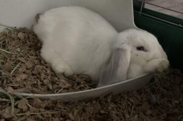 Mochi is just built different