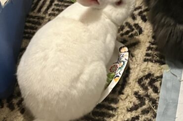 I came, I ate, I conquered