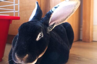 Gonna put cheese on a slice.