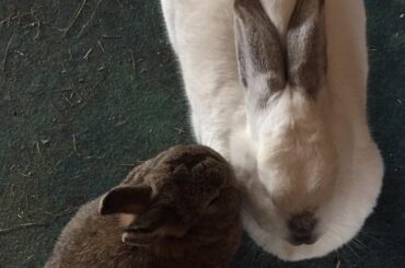 Got a muffin and a full size loaf here for the cuddlin’