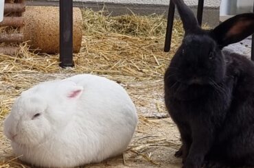 mom I think the loaf is moldy