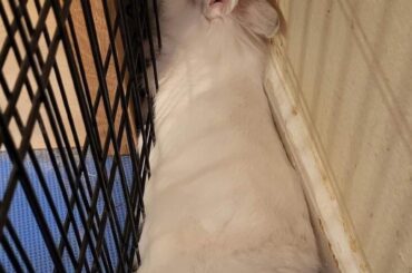 After a long day of ripping furniture, time to relax in the best squish spot