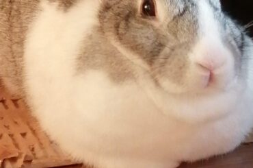 Undone loaf in oven, it's gonna be chunky