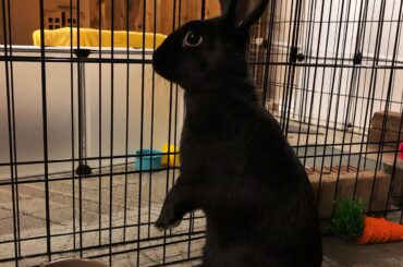 Charlie checking time see if her brother is going to finish his pellets.