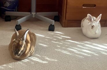 Two loaves, freshly baked!