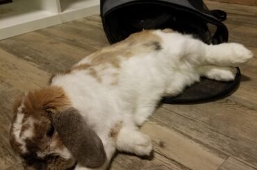 My long nood Cinnabun