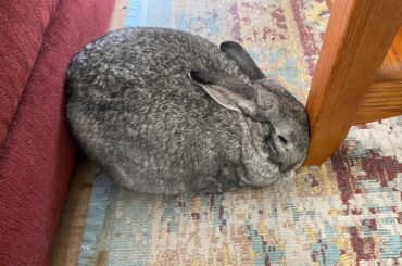 If I fits, I sits… jammed between the couch and the table leg