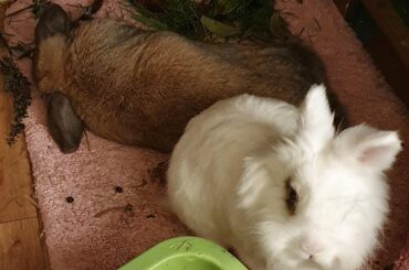 I think I underproved my wholemeal loaf...