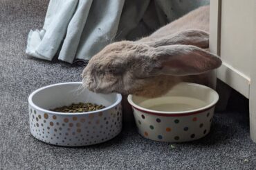 Food and water bowl as pillows... whatever makes you happy buddy.