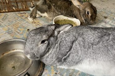 Thought I’d bought these bowls for food, but clearly they are meant as pillows