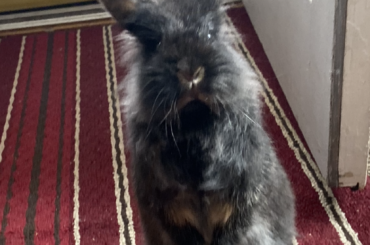 I finally got a good one of her standing up