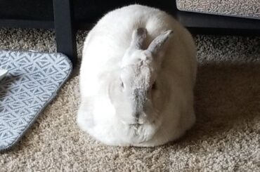 Proofing not required for Sybil bread