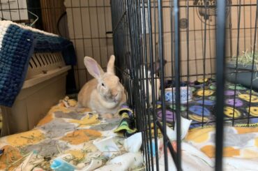 A Loafy, Afternoon Nap