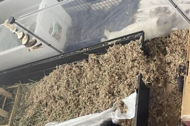 Literally cleaned their enclosures this morning 🤦‍♀️🤦‍♀️🤦‍♀️ he says “your beds means nothing to me”