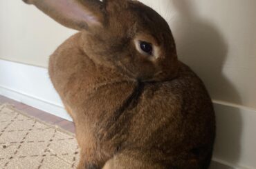 Alice our DutchxNew Zealand Mix!