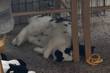 Doing her best stuffed animal cow imitation