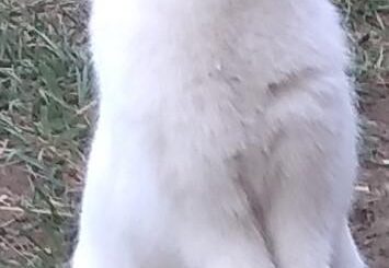 Here's Princess standing up. Hope y'all love her cute face & posture.