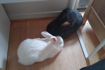 I was gonna sit at my desk but I couldn't disturb this double loaf 🍞🍞