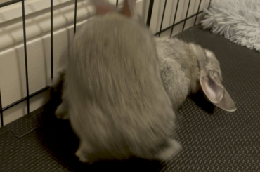 Classify as cuddles?