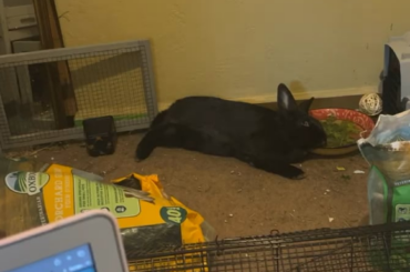 sleep in the veggie bowl?