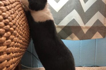 Ted showing off his chicken nugget tail