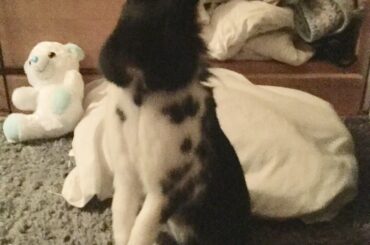 lookin for the goods