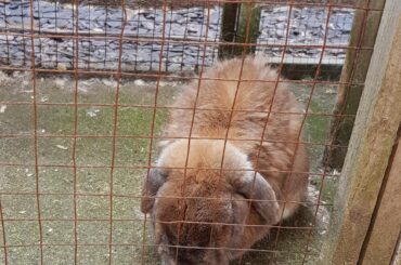 He rarely loafed, and this was one of the last ones I managed to catch. Lost him yesterday, only a few days away from his 13th birthday. Wanted to use this post to thank this subreddit for being so awesome and wholesome, your.posts have always made me smile but more so over the past day, thank you!
